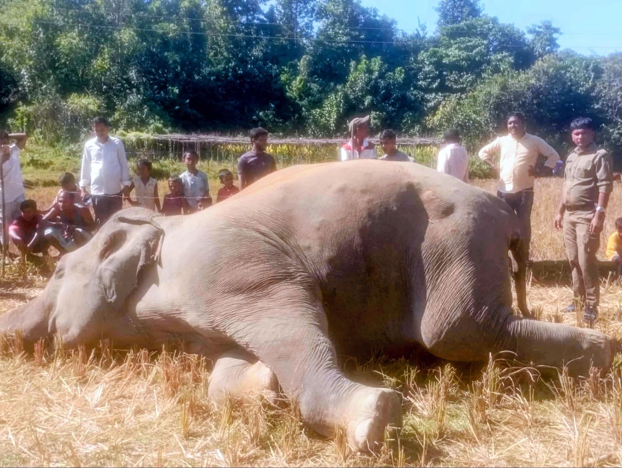 উখিয়ায় লোকালয়ে পড়ে আছে বন্য হাতির নিথর দেহ