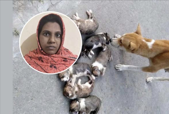 ৮ কুকুর ছানা হত্যার ঘটনায় মামলা, সরকারি কর্মকর্তার স্ত্রী গ্রেপ্তার